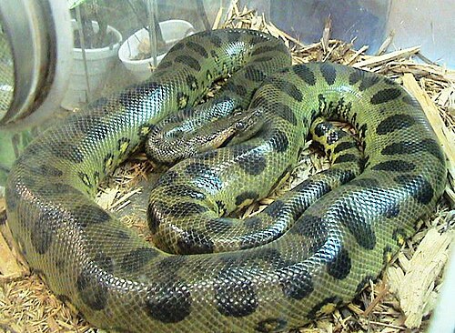 Anaconda screenshot 1