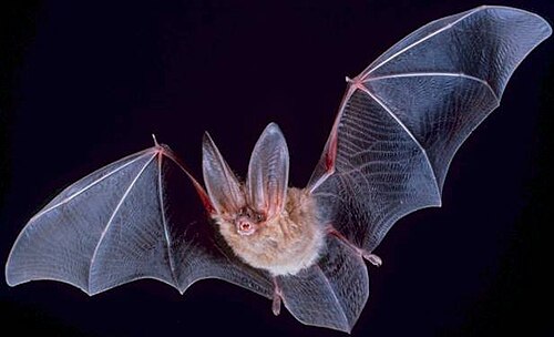 bat screenshot 1
