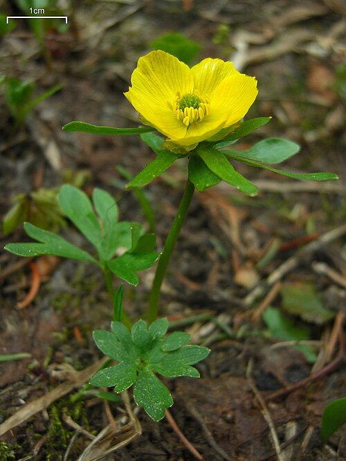 Buttercup screenshot 1