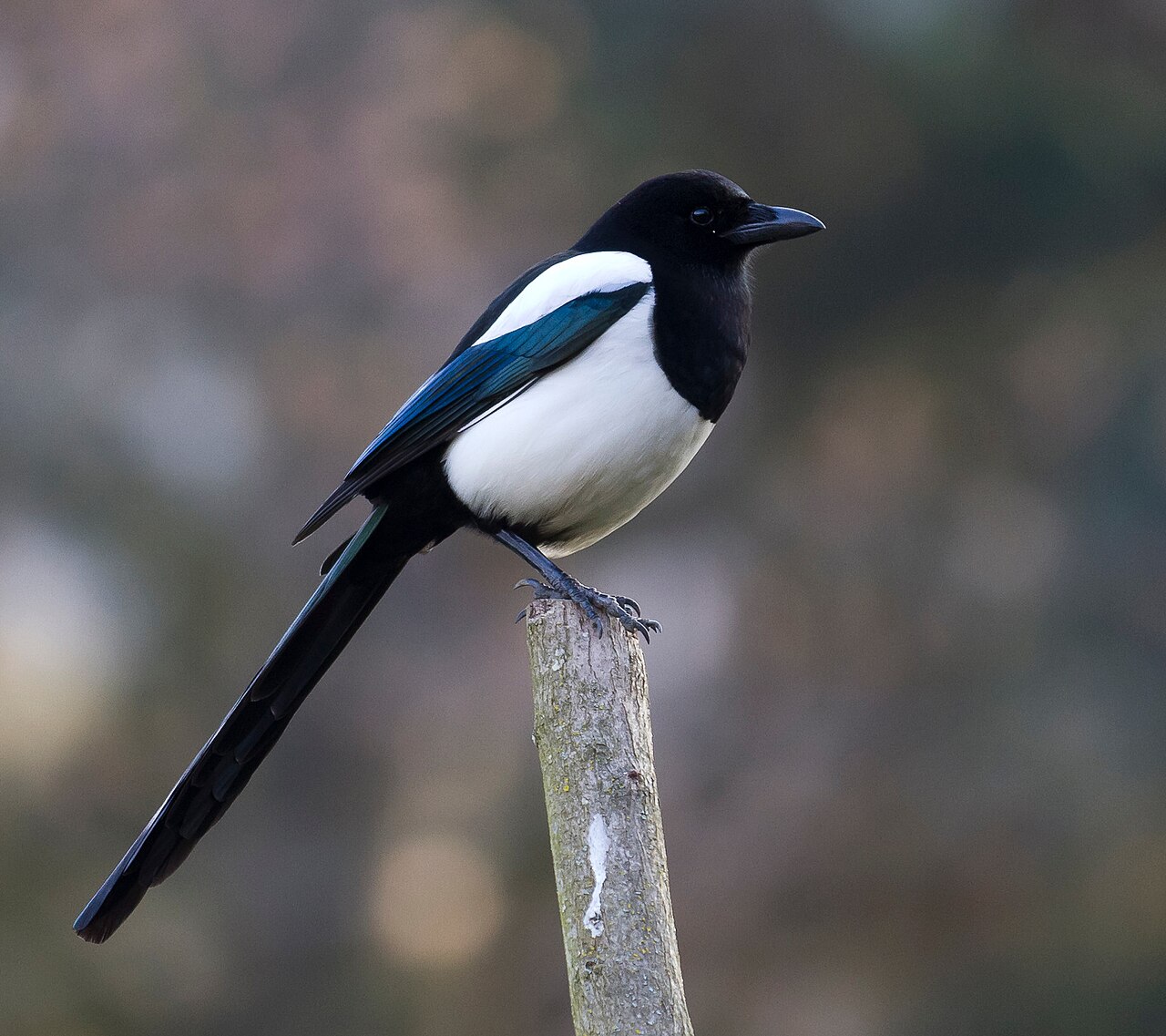 Magpie screenshot 1