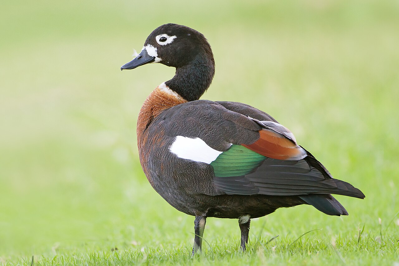 Mountain Duck screenshot 1