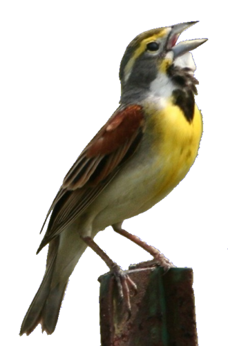 Mountain Duck screenshot 2
