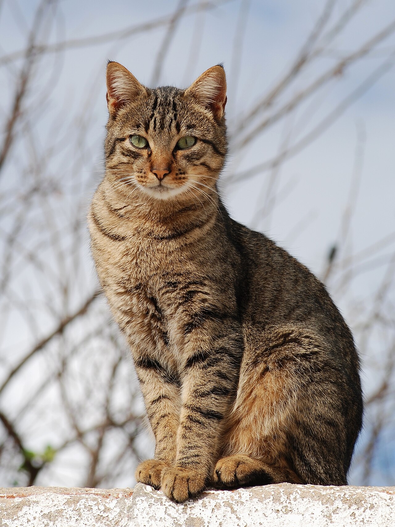 Tabby screenshot 1